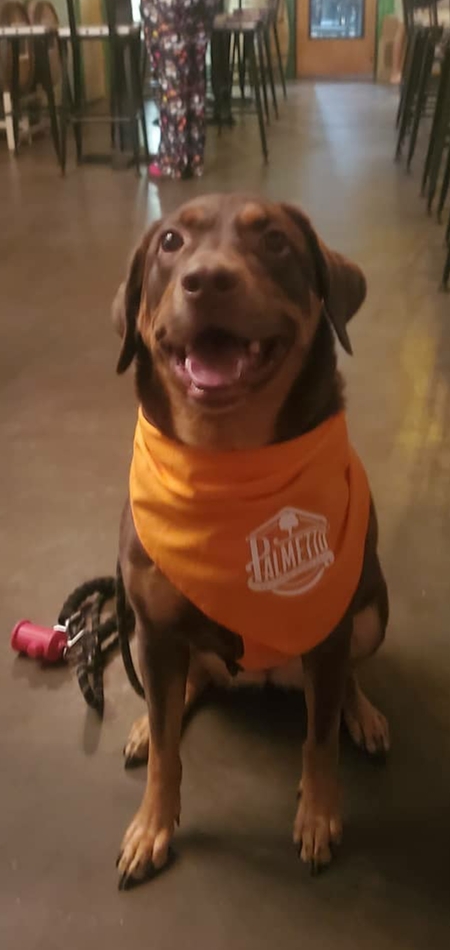 Entry image for Roxy. Clicking this image will show a larger photo