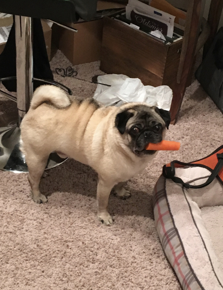 Entry image for Rufus. Clicking this image will show a larger photo