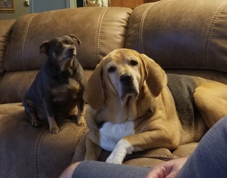 Entry image for Peanut and Daisy . Clicking this image will show a larger photo