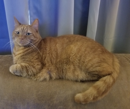 Entry image for Felix. Clicking this image will show a larger photo