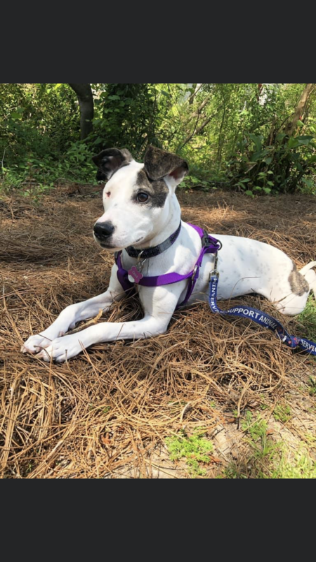 Entry image for Casca . Clicking this image will show a larger photo