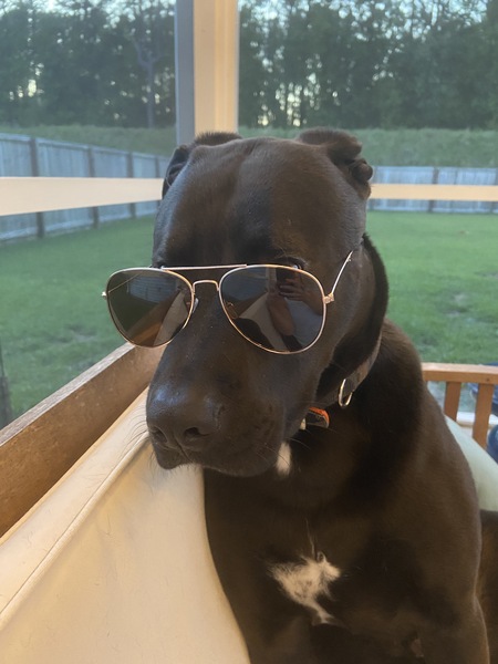 Entry image for Winston. Clicking this image will show a larger photo