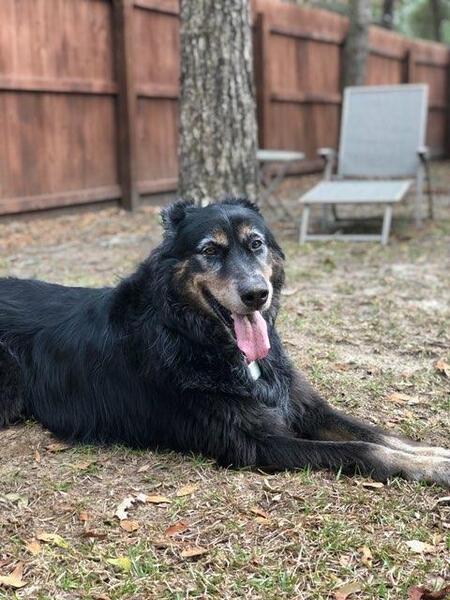 Entry image for Zoey. Clicking this image will show a larger photo