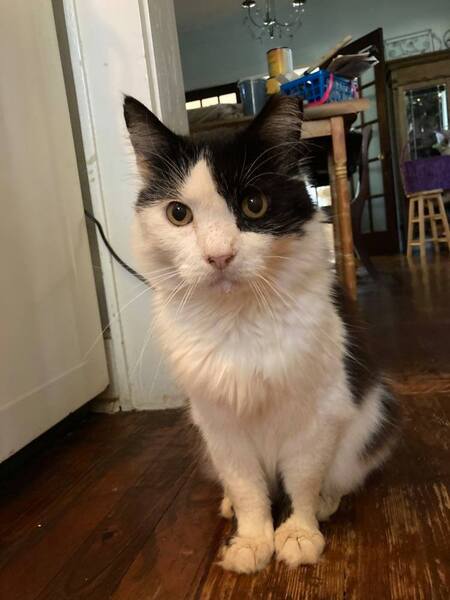 Entry image for Tilly . Clicking this image will show a larger photo