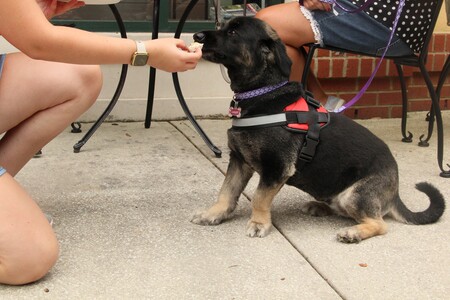 Entry image for Jazzy. Clicking this image will show a larger photo