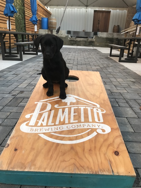 Entry image for Charlie. Clicking this image will show a larger photo