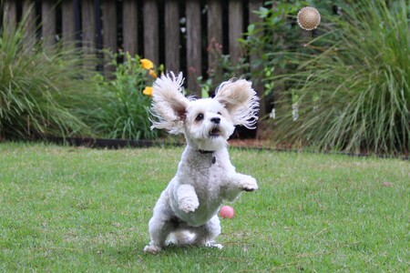 Entry image for Annie. Clicking this image will show a larger photo