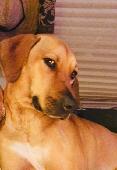 Entry image for Kimber. Clicking this image will show a larger photo