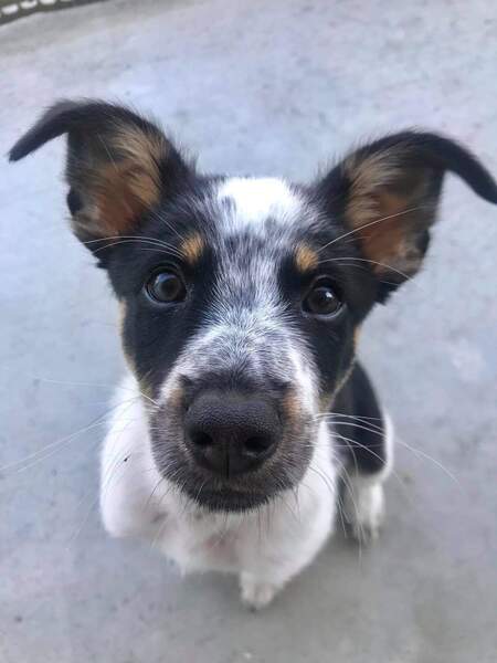 Entry image for Buckley. Clicking this image will show a larger photo