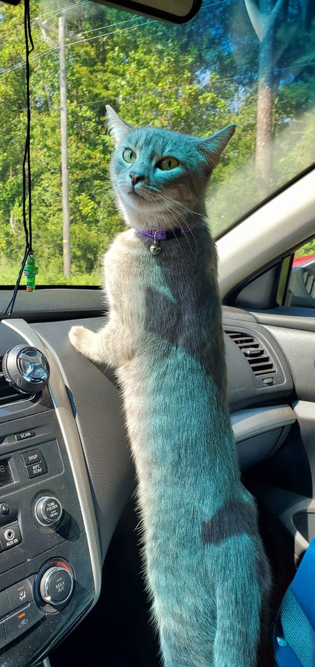 Entry image for Lola. Clicking this image will show a larger photo