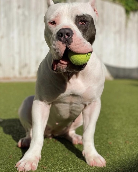 Entry image for Zoey. Clicking this image will show a larger photo