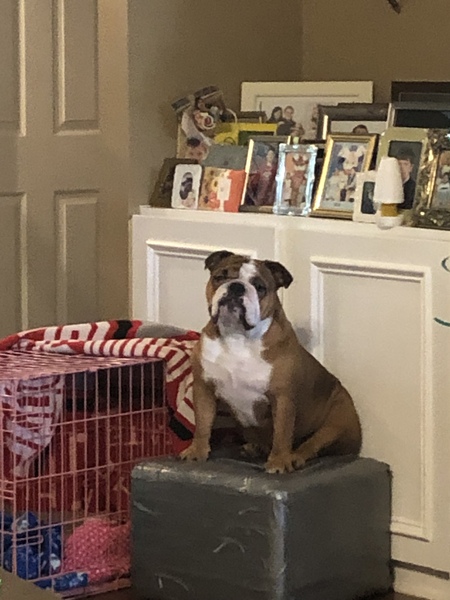 Entry image for Bosa . Clicking this image will show a larger photo