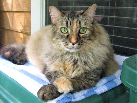 Entry image for Barley. Clicking this image will show a larger photo