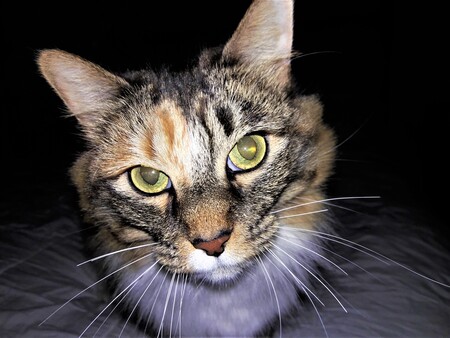 Entry image for Hops. Clicking this image will show a larger photo