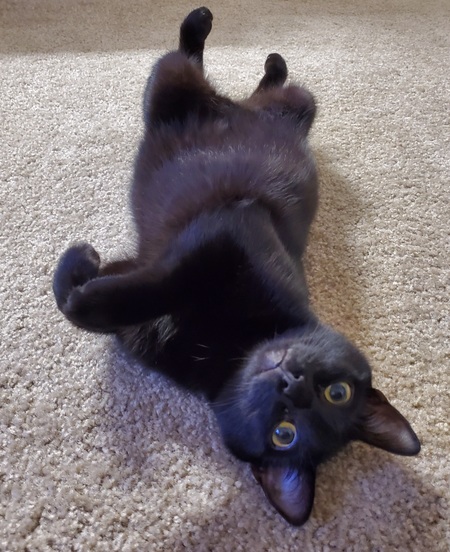 Entry image for Houdini. Clicking this image will show a larger photo