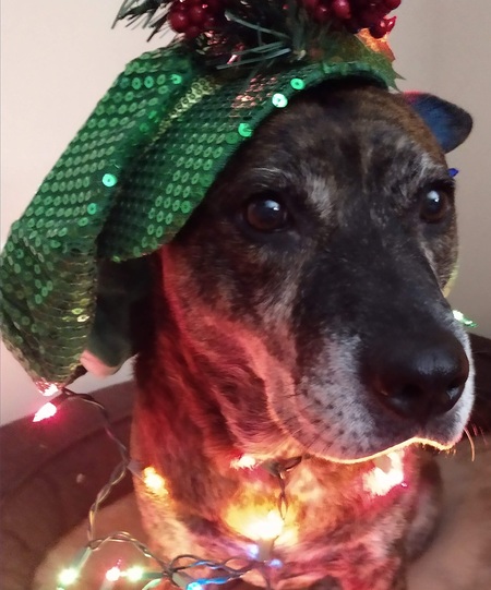 Entry image for Vegas . Clicking this image will show a larger photo