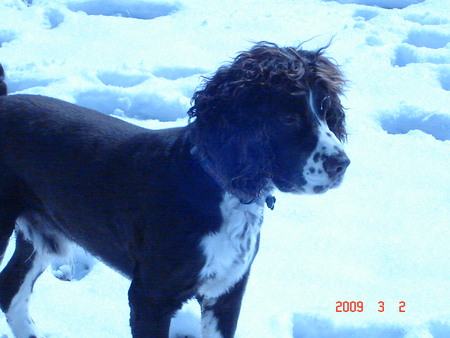 Entry image for Rocky. Clicking this image will show a larger photo