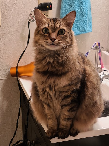 Entry image for Rico. Clicking this image will show a larger photo