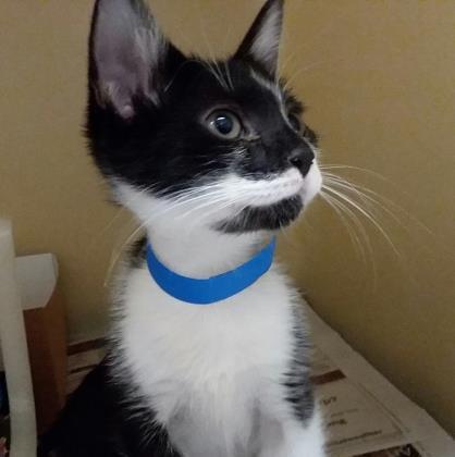 Entry image for Panda. Clicking this image will show a larger photo