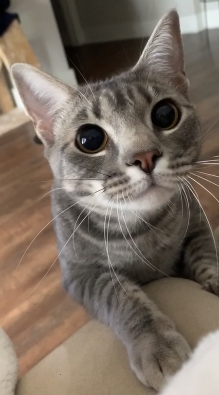 Entry image for Roo. Clicking this image will show a larger photo