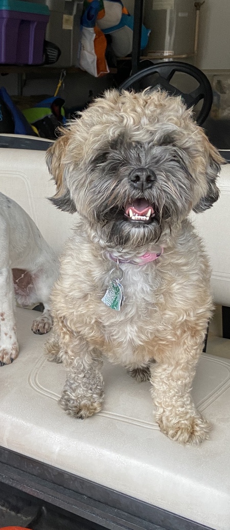 Entry image for Holly . Clicking this image will show a larger photo