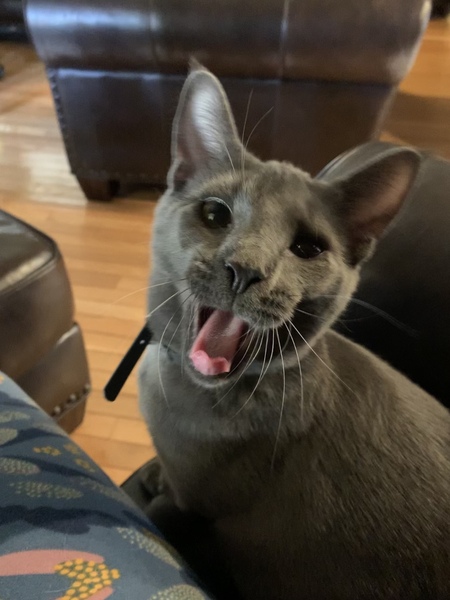 Entry image for Ash. Clicking this image will show a larger photo