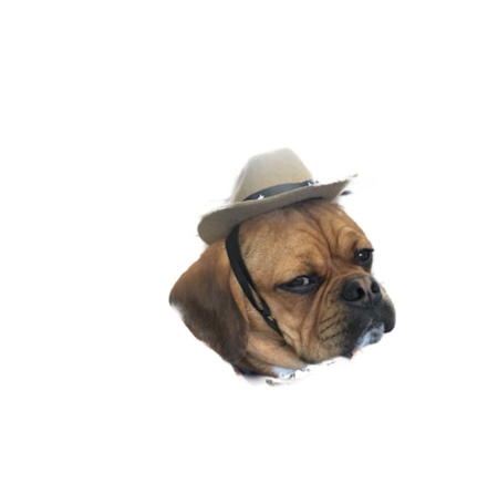 Entry image for Sully. Clicking this image will show a larger photo