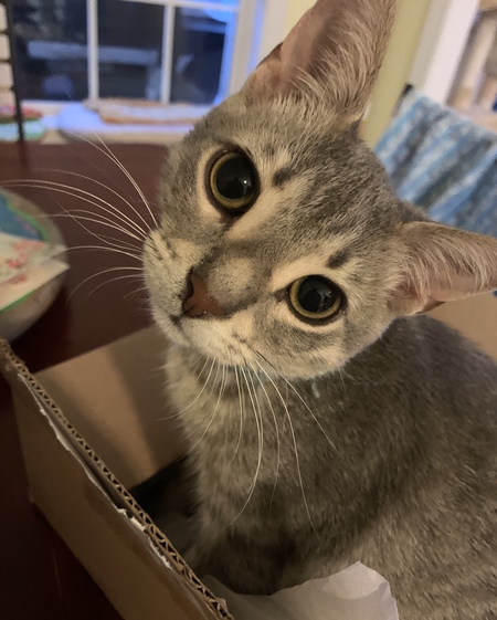 Entry image for Chipper. Clicking this image will show a larger photo