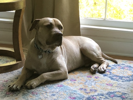 Entry image for Otis. Clicking this image will show a larger photo