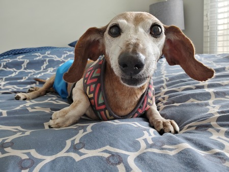 Entry image for MAXWELL. Clicking this image will show a larger photo