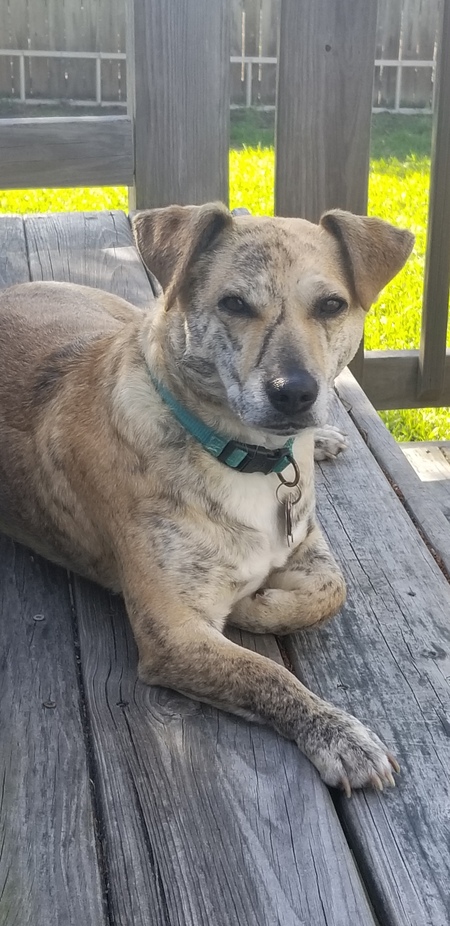 Entry image for Ziggy. Clicking this image will show a larger photo