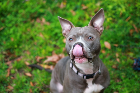 Entry image for Amira. Clicking this image will show a larger photo