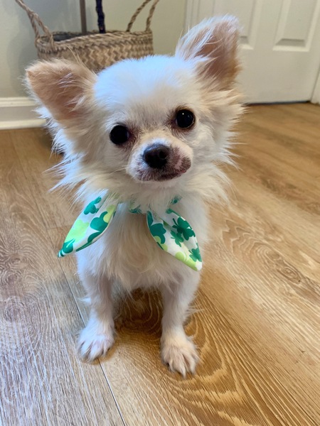 Entry image for Ava. Clicking this image will show a larger photo