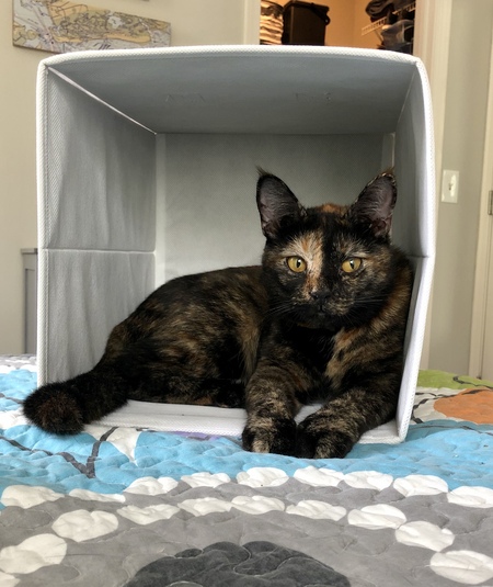 Entry image for Chloe. Clicking this image will show a larger photo