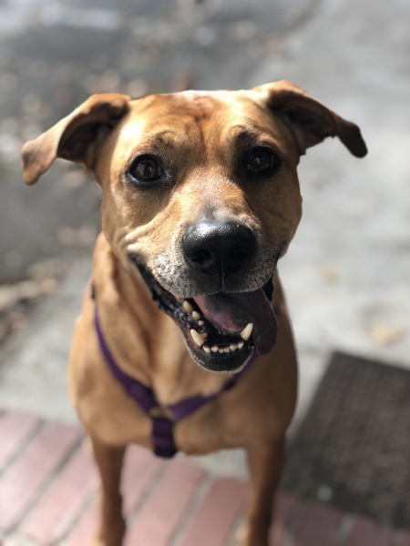 Entry image for Bagel. Clicking this image will show a larger photo