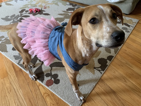 Entry image for Penelope (Pennie). Clicking this image will show a larger photo