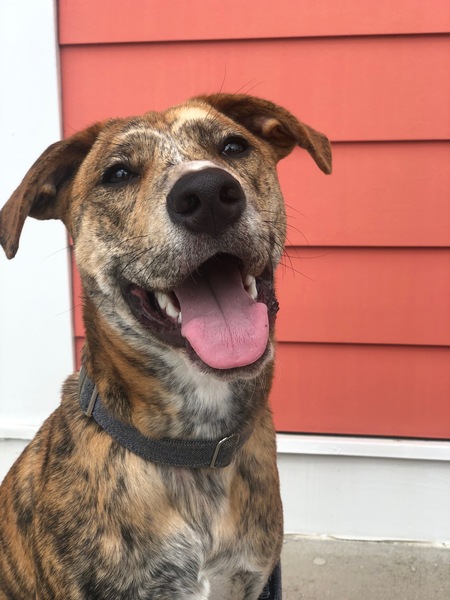 Entry image for Rhett. Clicking this image will show a larger photo