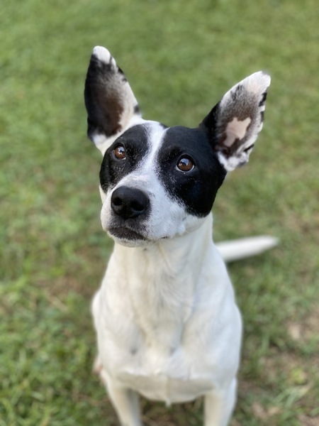 Entry image for Castiel. Clicking this image will show a larger photo