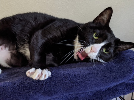 Entry image for Artemis. Clicking this image will show a larger photo