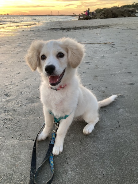 Entry image for Scout. Clicking this image will show a larger photo