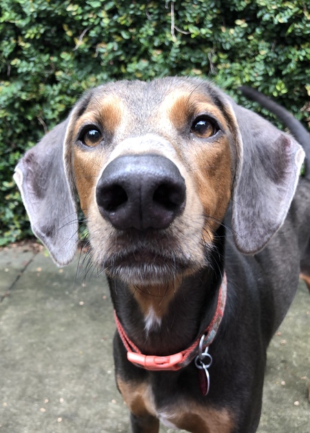 Entry image for Quinn. Clicking this image will show a larger photo