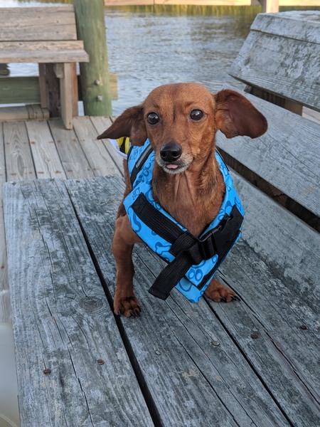 Entry image for Rupert. Clicking this image will show a larger photo