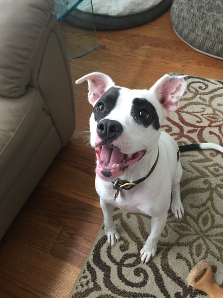 Entry image for Gemma. Clicking this image will show a larger photo