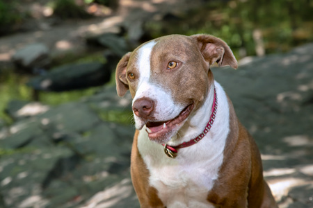 Entry image for Ginger. Clicking this image will show a larger photo