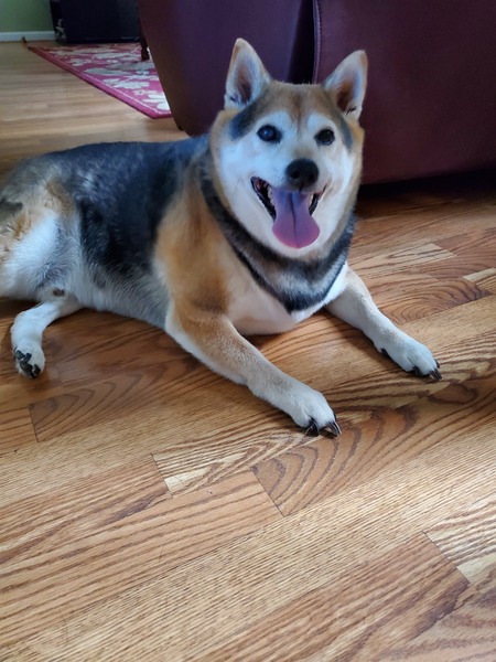 Entry image for Rocky. Clicking this image will show a larger photo