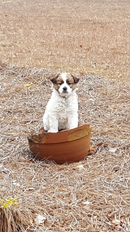 Entry image for Taffy. Clicking this image will show a larger photo