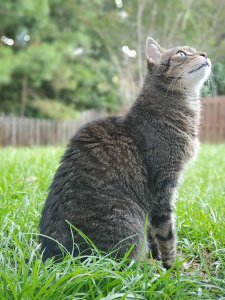 Entry image for  Barley. Clicking this image will show a larger photo