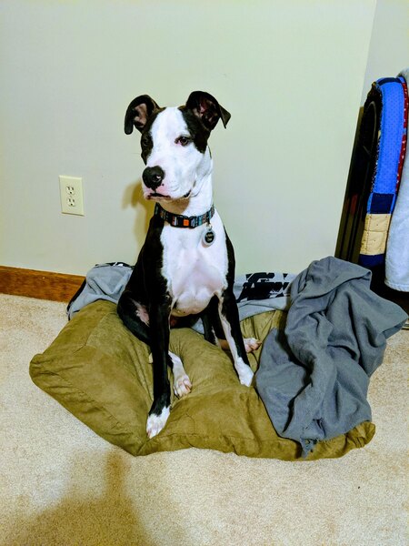 Entry image for Chase . Clicking this image will show a larger photo