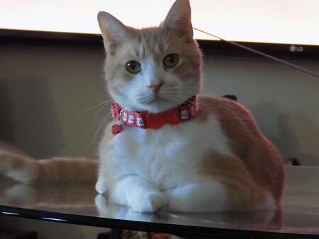 Entry image for Duke. Clicking this image will show a larger photo