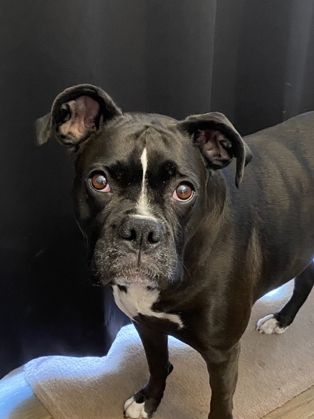 Entry image for Callie. Clicking this image will show a larger photo